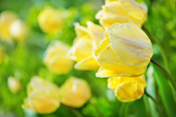 Tulipanes de primavera en el jardín — Foto de Stock
