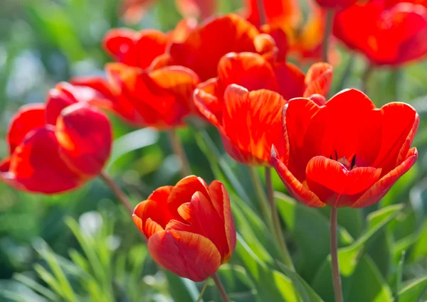 Tulipanes de primavera en el jardín — Foto de Stock