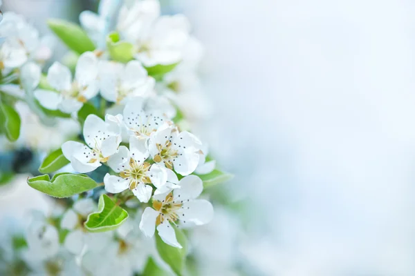 Fiori bianchi sull'albero — Foto Stock