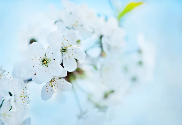 Witte bloemen op de boom — Stockfoto