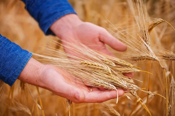 Золота пшениця в руці — стокове фото