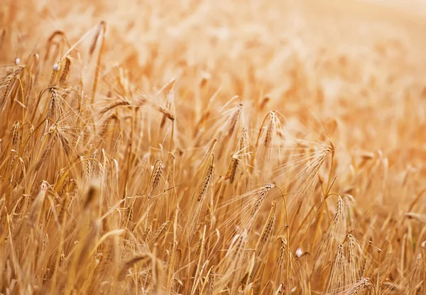 Sommerweizenfeld — Stockfoto