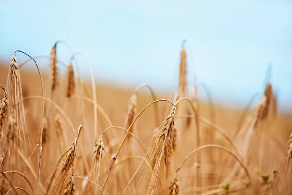 Campo de trigo de verão — Fotografia de Stock