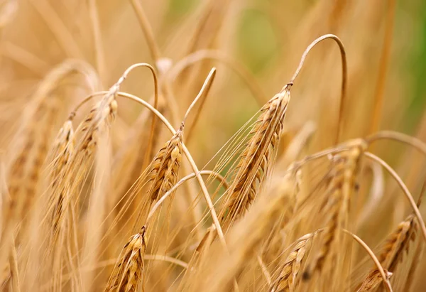 Sommerweizenfeld — Stockfoto