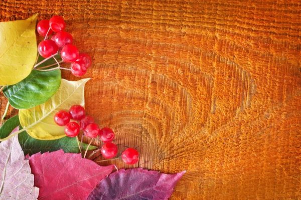 Red berries and leaves — Stock Photo, Image