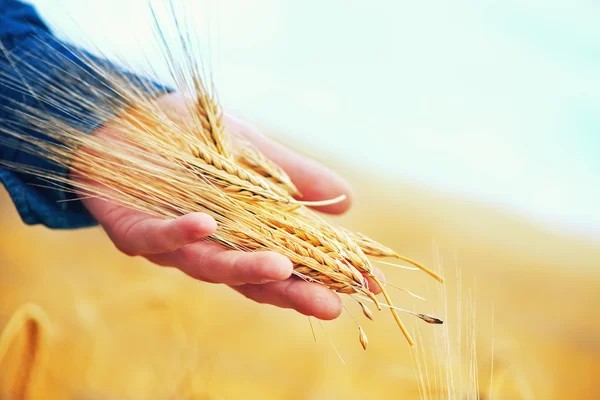 Пшеничные уши в руке — стоковое фото