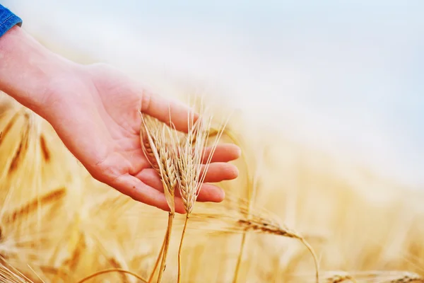 Orejas de trigo en mano — Foto de Stock