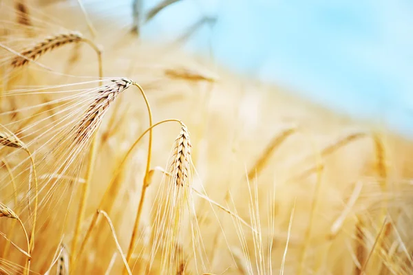 Golden wheat in field
