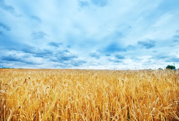 Tarweveld en -lucht — Stockfoto