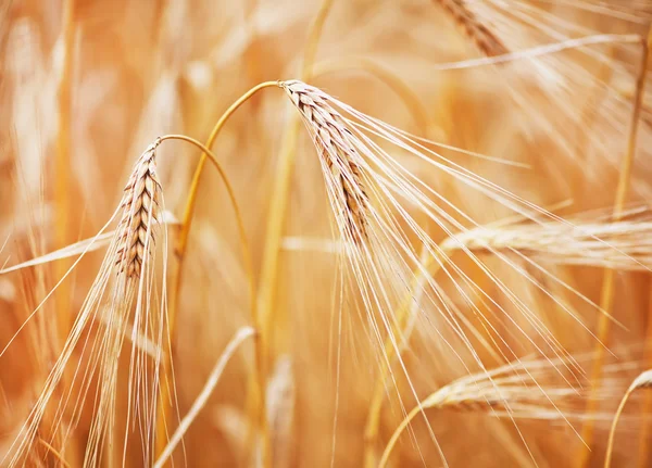 Золота пшениця в полі — стокове фото