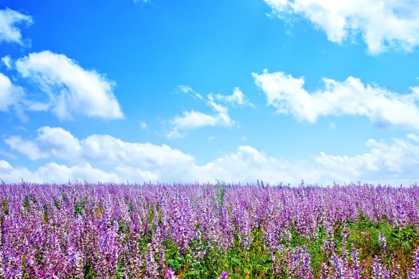 多彩的薰衣草花田 — 图库照片