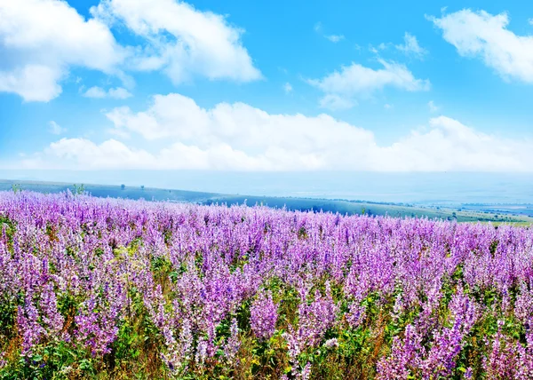 Farverige lavendel felt - Stock-foto