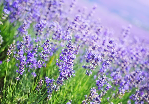 Colorful Lavender field — Stock Photo, Image