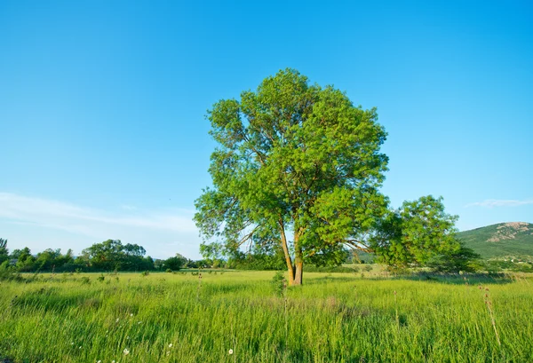 Árbol verde en el campo —  Fotos de Stock