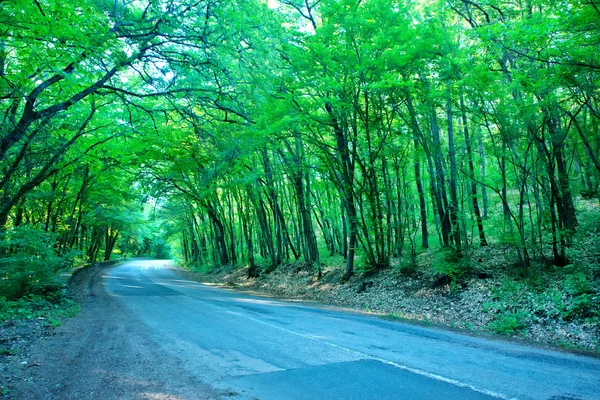 Road in the summer forest — Stock Photo, Image