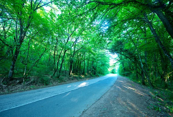 Road in the summer forest — Stock Photo, Image