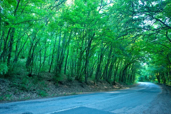 Road in the summer forest — Stock Photo, Image