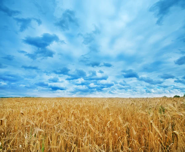 Champ de blé et ciel — Photo