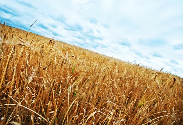Wheat field and sky — Stock Photo, Image