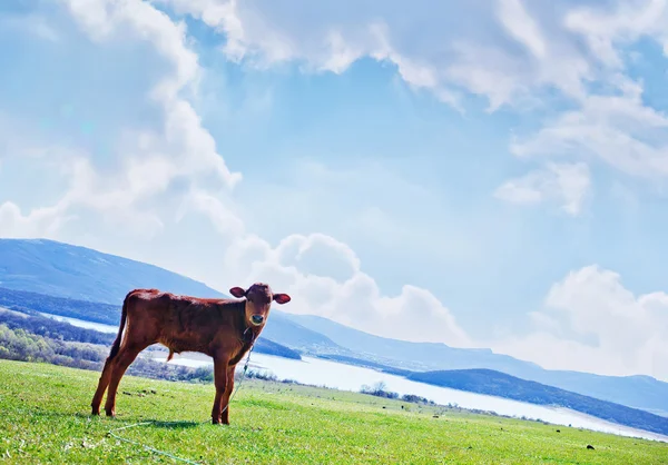 Animal de vaca e paisagem rural — Fotografia de Stock