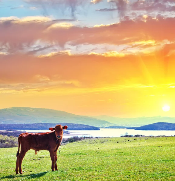 Zwierząt i wiejski krajobraz krowa — Zdjęcie stockowe