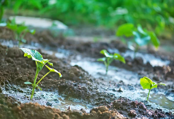 Cucumber sprouts in garden — Stock Photo, Image