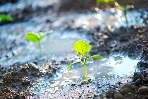 Cucumber sprouts in garden — Stock Photo, Image