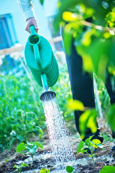 Mann gießt Garten — Stockfoto