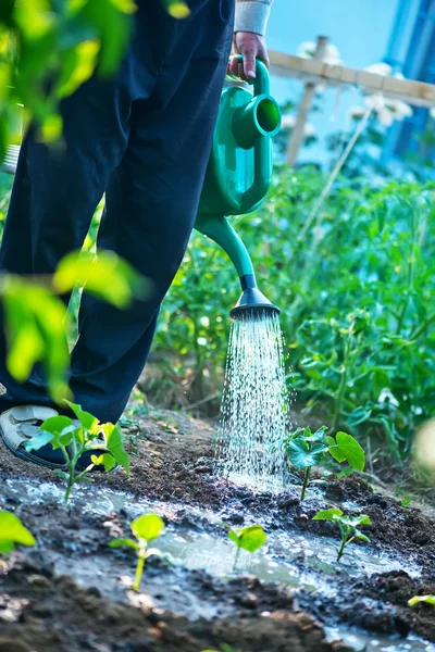 Mann gießt Garten — Stockfoto