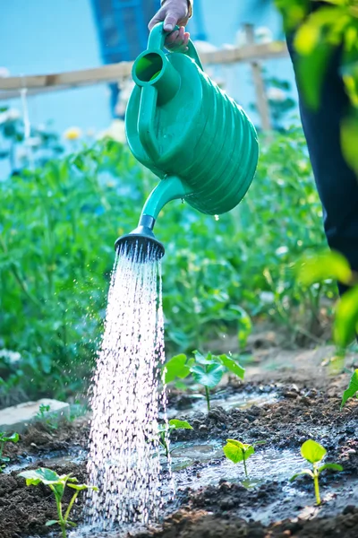 Mann gießt Garten — Stockfoto