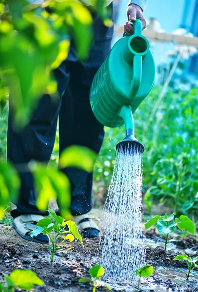 Mann gießt Garten — Stockfoto