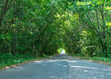 yol ve yaz ağaçlar