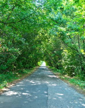 yol ve yaz ağaçlar