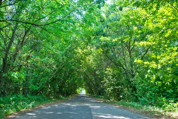 Weg en in de zomer bomen — Stockfoto