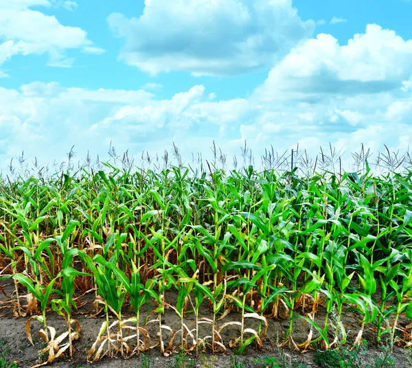 Красивое зелёное кукурузное поле — стоковое фото