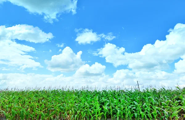 Bellissimo campo di mais verde — Foto Stock