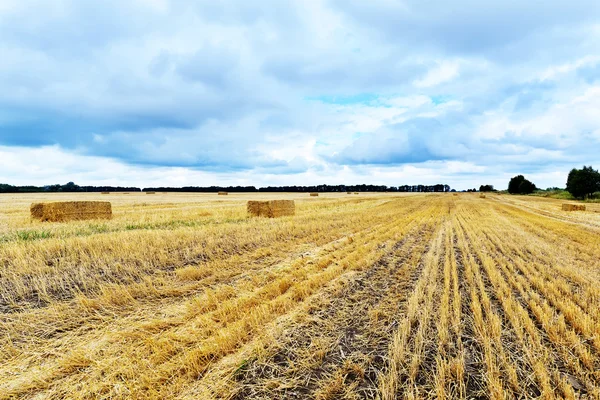 Campo di grano e nuvole — Foto Stock