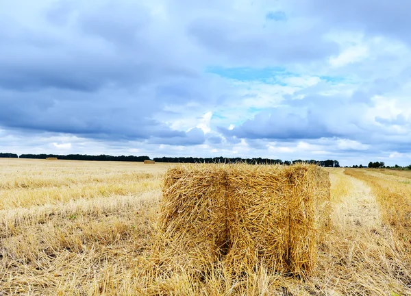 Campo di grano e nuvole — Foto Stock