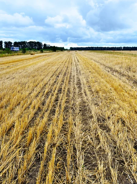 Pšeničné pole a mraky — Stock fotografie