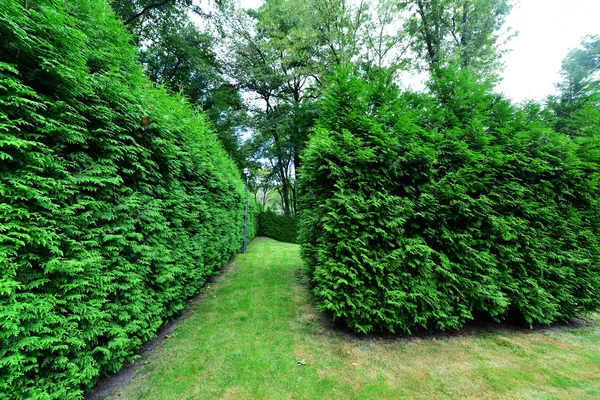 Zomer park in Oekraïne stad — Stockfoto