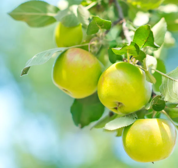 Manzanas frescas en el árbol —  Fotos de Stock