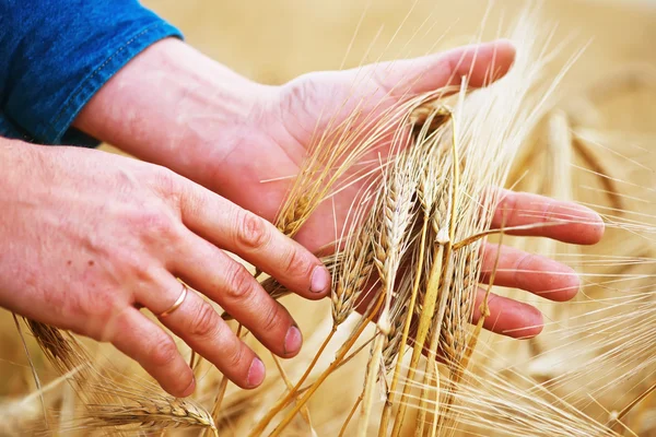 Пшеничні вуха в руках — стокове фото
