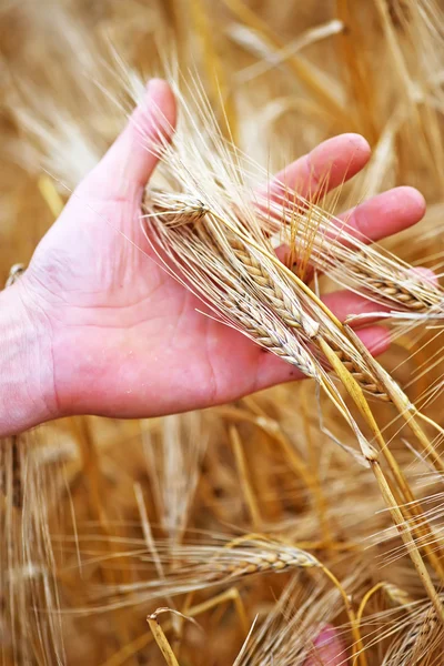 Orejas de trigo en mano — Foto de Stock