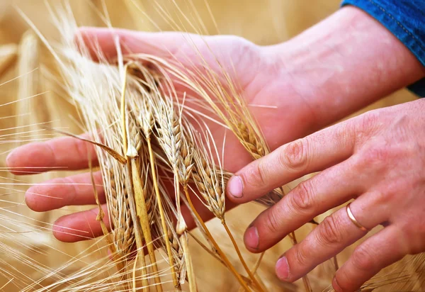 Wheat ears in hands — Stock Photo, Image