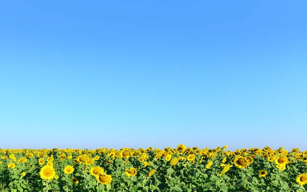 Champ de tournesols et ciel — Photo