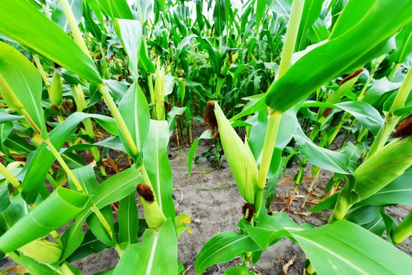Красивое зелёное кукурузное поле — стоковое фото
