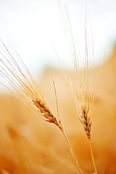 Goldener Weizen auf dem Feld — Stockfoto