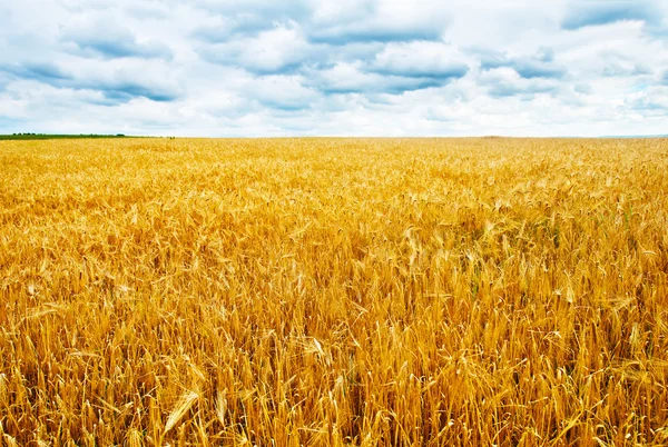 Campo de trigo maduro Imagem De Stock