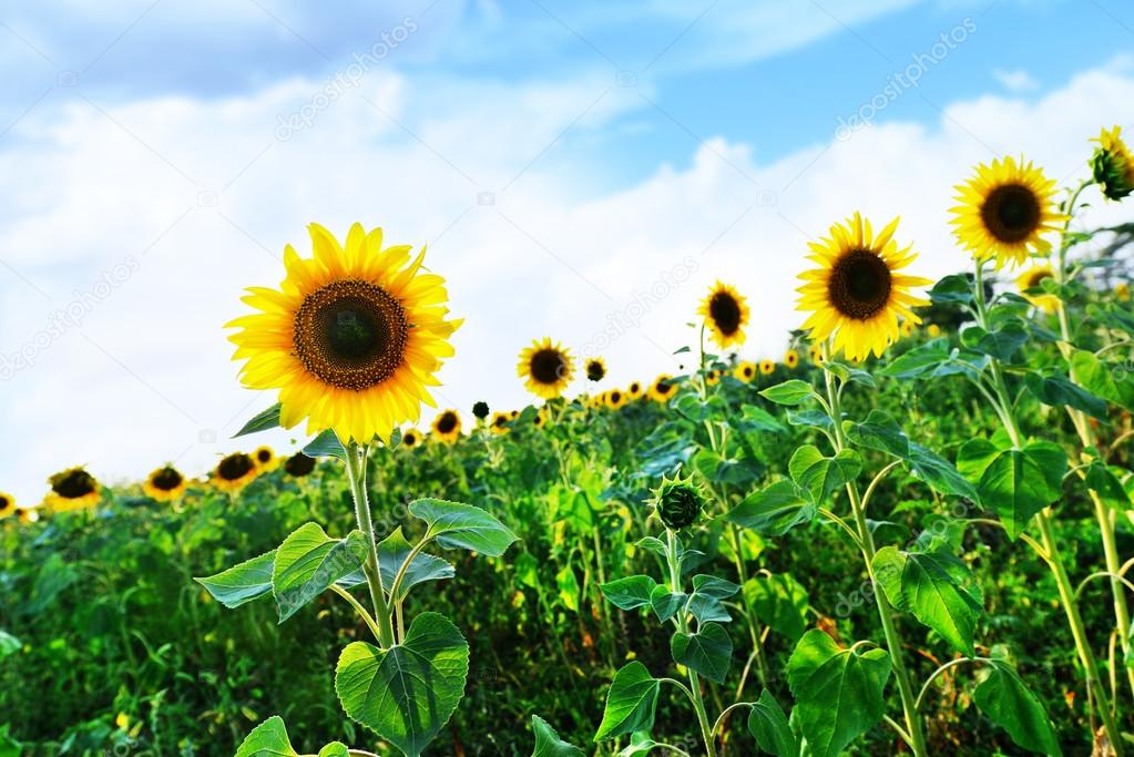 sunflowers field and sky
