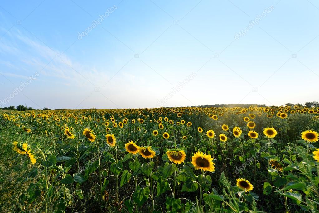 sunflowers field and sky